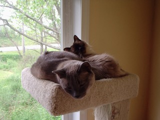 cats
