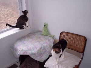 cats