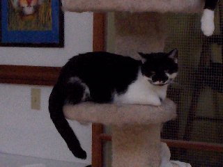 cats