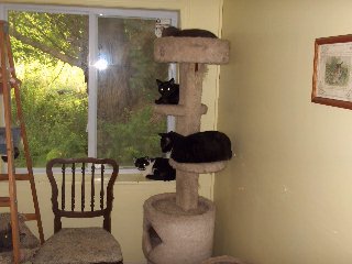 cats