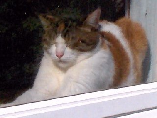 cats