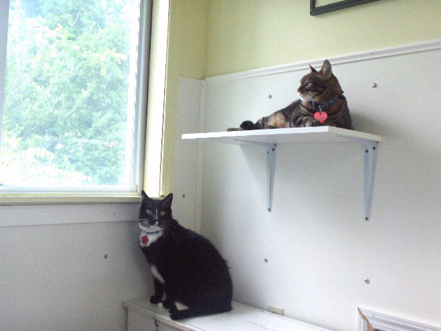 cats