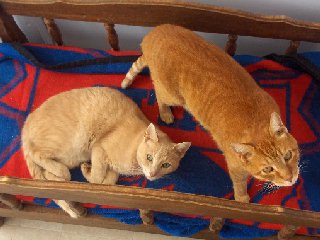 cats