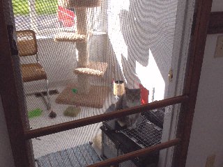 cats