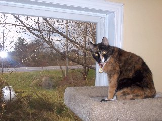 cats