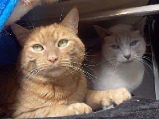 cats