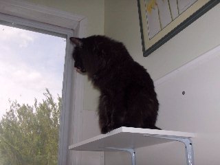 cats