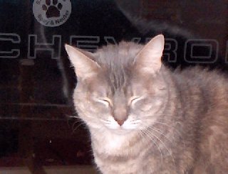cats