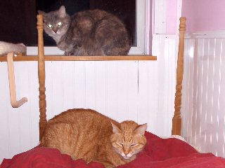 cats