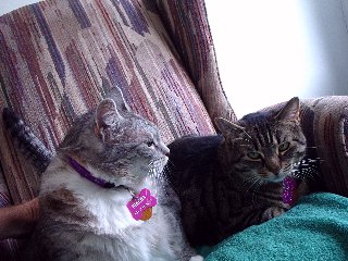 cats
