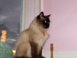 cats