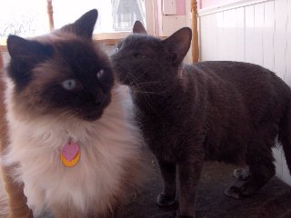 cats