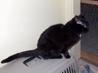 cats