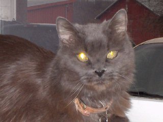 cats