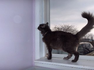 cats