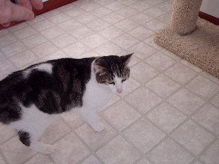 cats