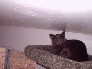 cats