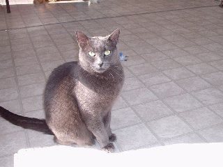 cats