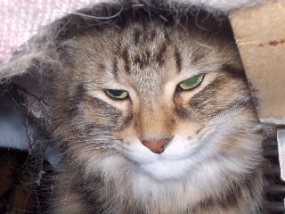 cats