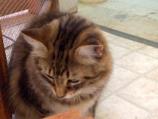 cats