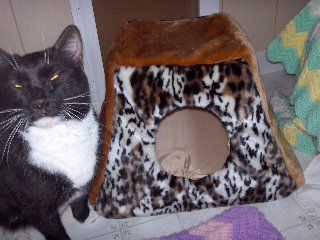 cats